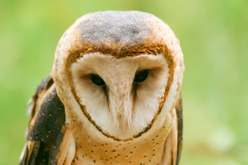 Barn Owl closeup