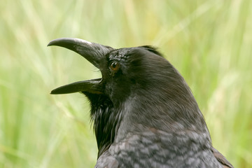 Crow closeup looking left