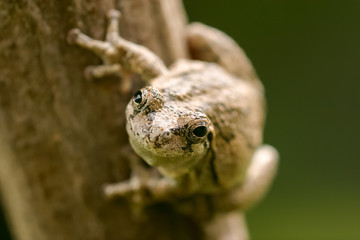 Gray Tree Frog looking at camera