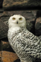 Snowy  Owl