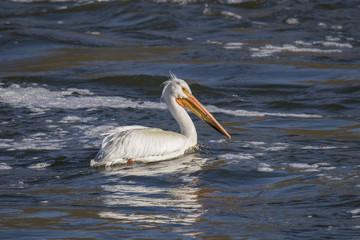 Fototapeta na wymiar White Pelican on water