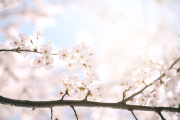 Cherry blossoms season,sakura flowers in Japan