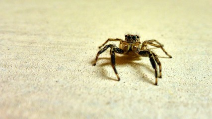 Small spider sits on the wall