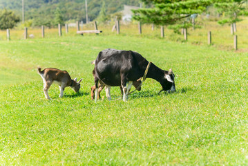ヤギの親子