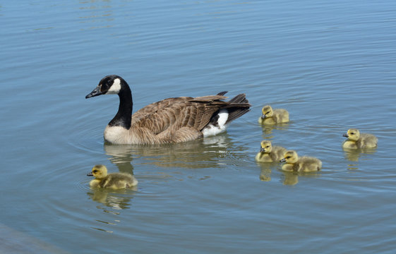 Canada goose parent swimming with brood of newborn goslings less than a week old
