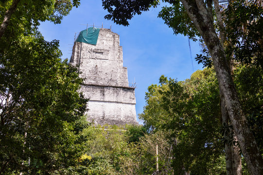 Rich vegetation and the top of the Temple IV in Tikal National Park and Maya archaeological site, Guatemala