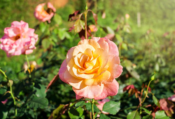 rose flower, Beautiful of garden.