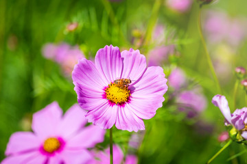 Fototapeta premium Cosmos flower