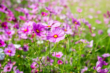 Cosmos flower