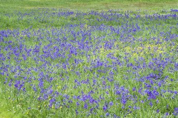 Fototapety  Piękna łąka niebieskich kamas dzikich kwiatów w zielonej trawie