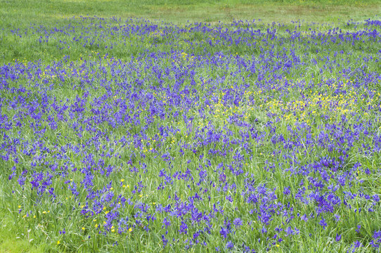 Beautiful meadow of blue camas wild flowers in green grass
