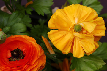 Yellow and orange buttercup flowers