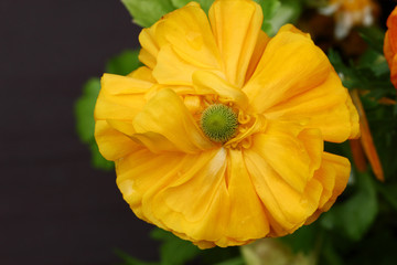 Yellow Buttercup flowers