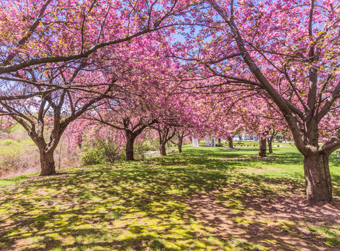 Pink cherry trees at a park in full bloom 