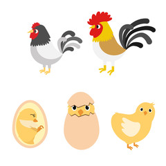 chicken egg life cycle