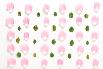 Rose petals on a white background