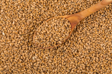 Wheat grain on white