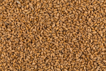 whole background of wheat grain
