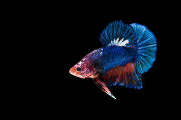 siamese fighting fish isolated on black background