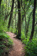 Route inside rainforest