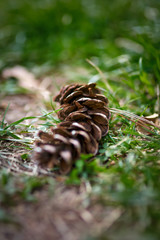 Pine cone closeup