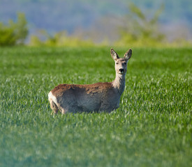 Roe deer in a grass field