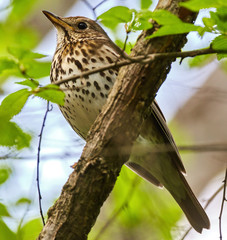 Song thrush on a branch