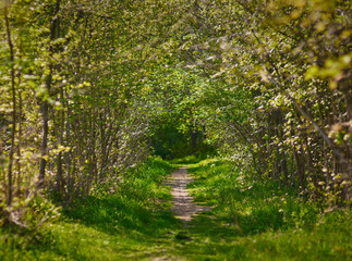 Footpath through the forest