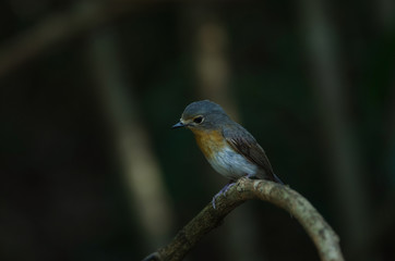 Red-throated Flycatcher on the branches