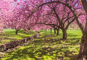 Fototapeta premium Pink cherry trees drape gracefully near a stone canal