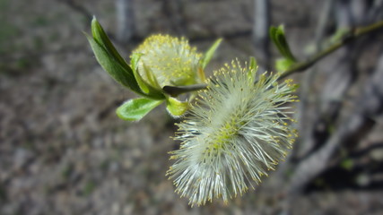 Pussy-willow