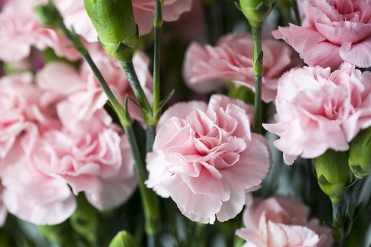 Carnation