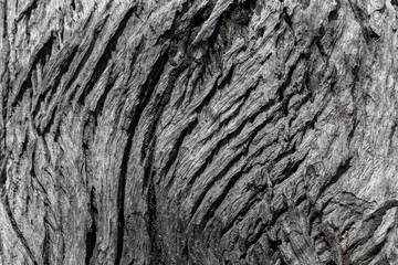 Old rough wood texture. Wooden texture. Wooden background. Tree texture. Tree background. Crack tree texture. Old tree texture. Old tree background. Exotic tree texture. Nature texture background.