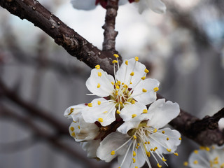 Apricot tree flowers with soft focus. Spring white flowers on a tree branch. Cherry tree in bloom. Spring, seasons, white flowers of apricot, cherry tree close-up.