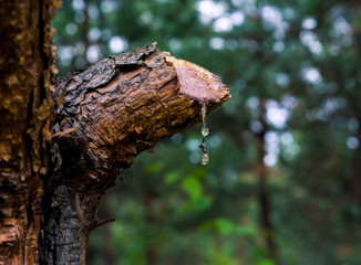 thus on pine at the pine forest