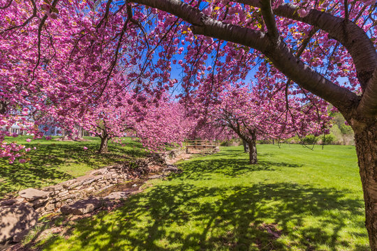 Pink cherry trees in full bloom under bright blue sky in springtime