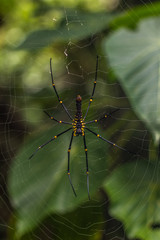 Golden Orb Spider on Lamma Island