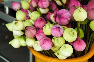Fototapeta premium budding white green and pink lotus in Thailand temple
