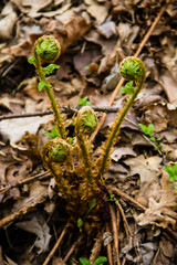 Sprouts of fern in forest
