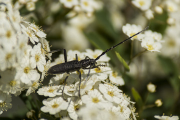 Insectes - Chartreuse - Isère.