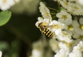 Insectes - Chartreuse - Isère.