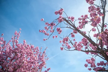 Crédence de cuisine en verre imprimé Fleur de cerisier Cerisiers en fleurs