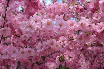 Pink Blossoms in Spring on the Tibetan Plateau, Xining City Qinghai China Asia