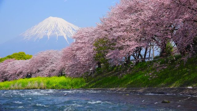 Shower of cherry blossoms and Mt.Fuji at the river 2