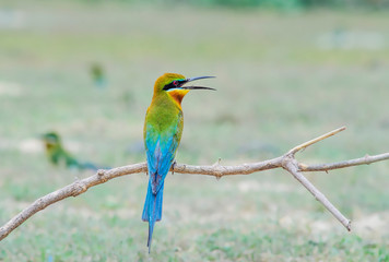  Blue-tailed Bee-eater ,fly,full colour ,Breeding season,