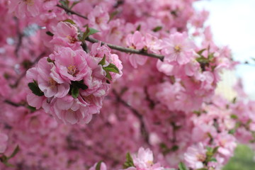 Pink Blossoms in Spring on the Tibetan Plateau, Xining City Qinghai China Asia