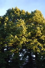 Fototapeta premium tigli al vento dopo temporale