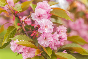 Цветение сакуры.