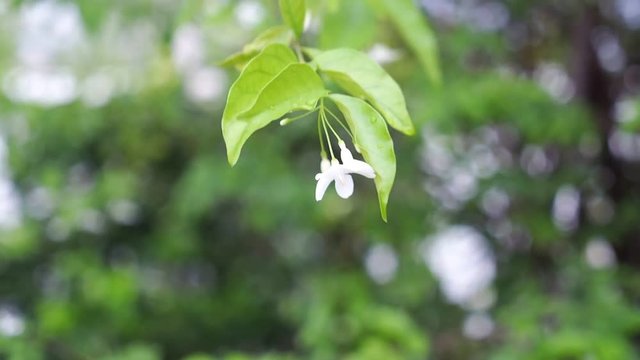 Wild Water Plum Flower in The Midst of The Thunder and The Sound of Birds Nesting