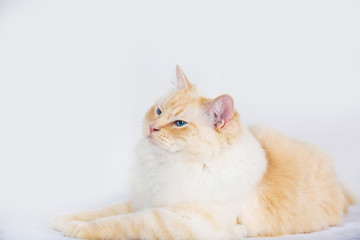 Fototapeta premium Cat sitting down